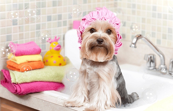 yorkie getting a bath