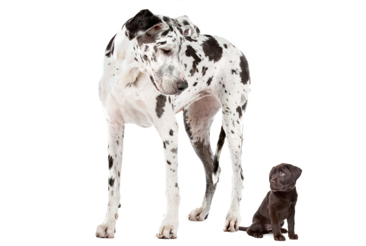 2 different size dogs