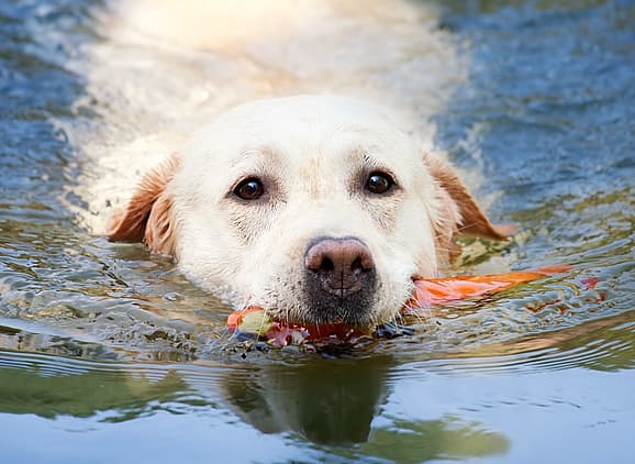 water-loving Luna