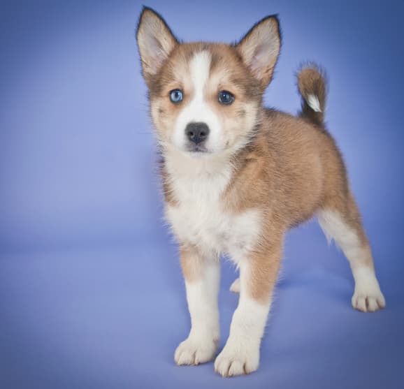 Full Grown Pomsky