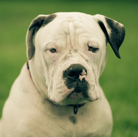 American Bulldog