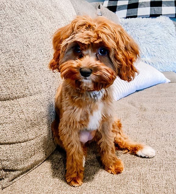 Mini Cavapoo