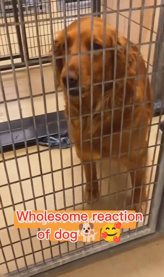 Watch: Shelter Dogs' Pure Joy When They Learn They're Finally Going Home