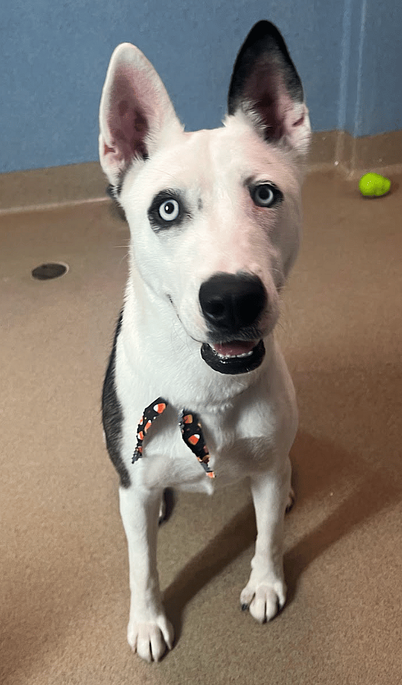 Rosie up for Adoption