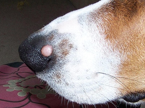Dog's skin tag