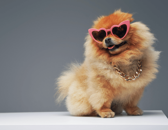 Pomeranian Names