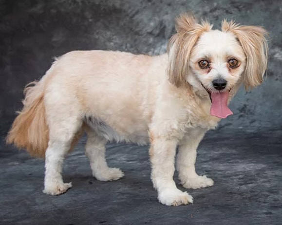 A cute Chipoo