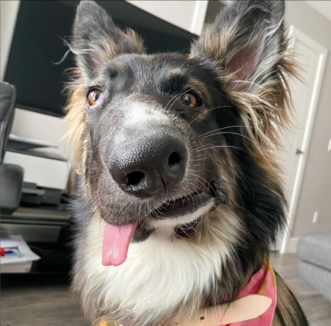 Rescue Dog has Unique ‘Picasso’ Face