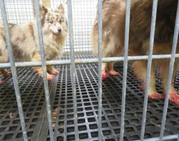 Backyard Breeder - Puppy Mills