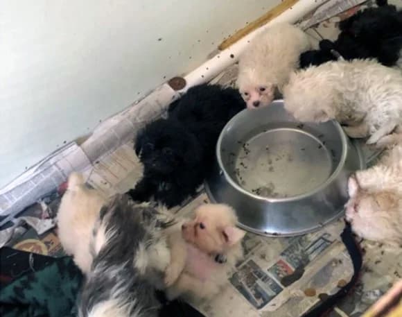 Backyard Breeder - Puppy Mills
