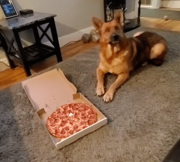 Buddy Smartest German Shepherds Raise Money for Cancer Research