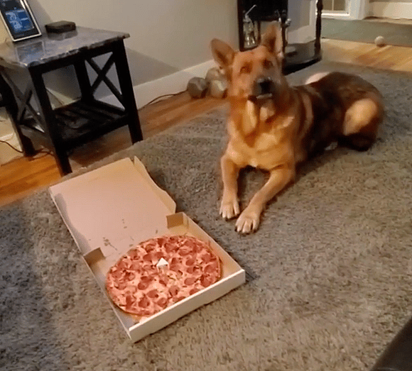 Buddy Smartest German Shepherds Raise Money for Cancer Research