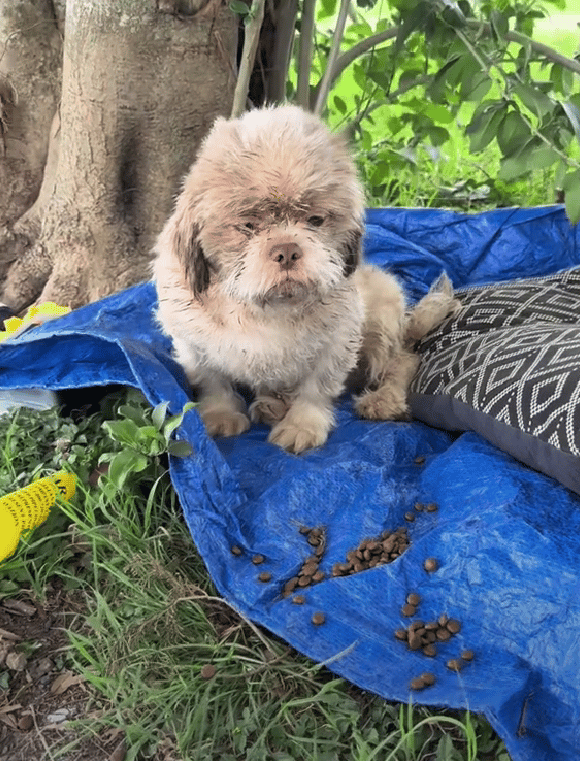 Left In The Park With Nothing, This Little Dog Was Heartbroken—Then Love Found Her