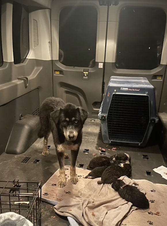 mama and puppies in the van