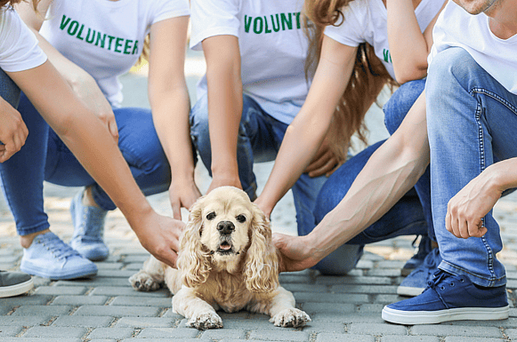 volunteer at shelter