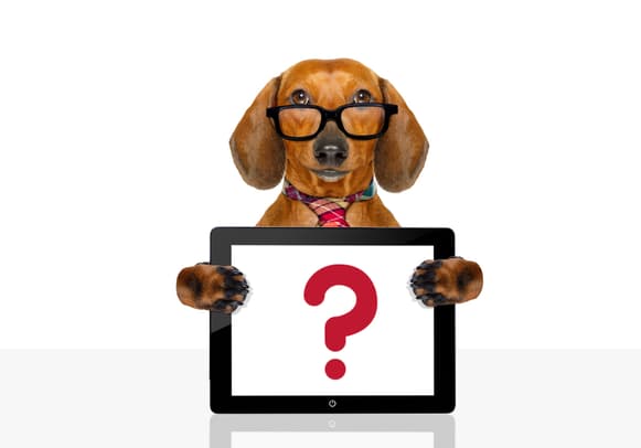 Are Dachshunds Hypoallergenic?
