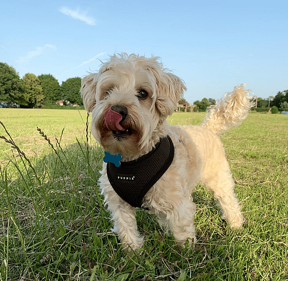 Jax the Westiepoo