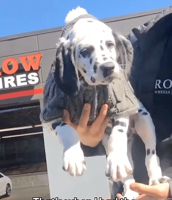 Dog rescue story: Golden Retriever Snubs New Puppy Sibling, but Undeterred Parents Knew Just What To Do