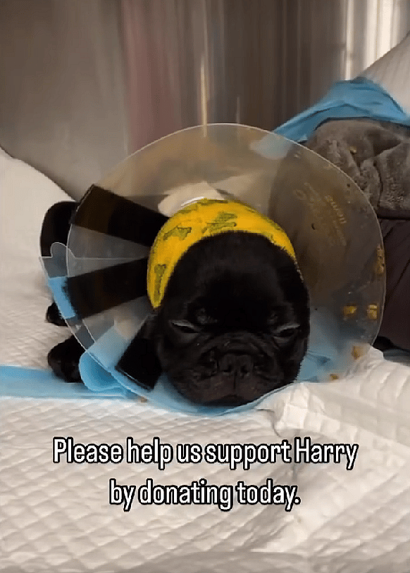 Ear Cropping Gone Wrong: An 8-Weeks-Old Puppy's Battle For Survival