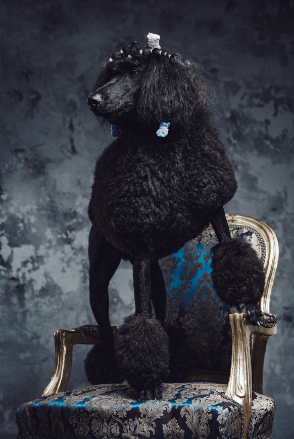 Black Dog Names