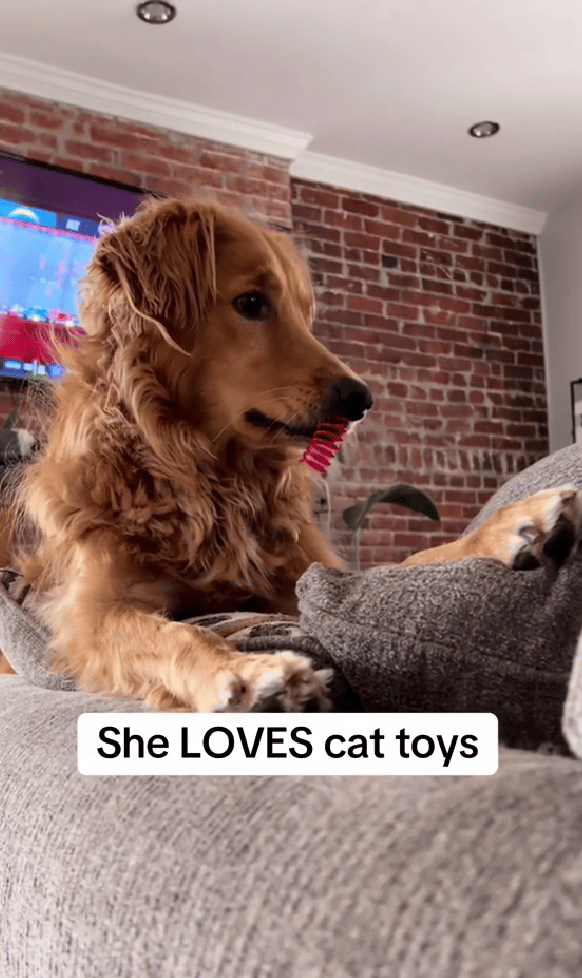 This Golden Retriever Thinks She’s a Cat—Maple’s Viral TikTok Will Make You Laugh Out Loud