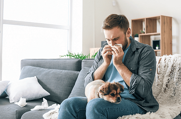 Are Goldendoodles Hypoallergenic?