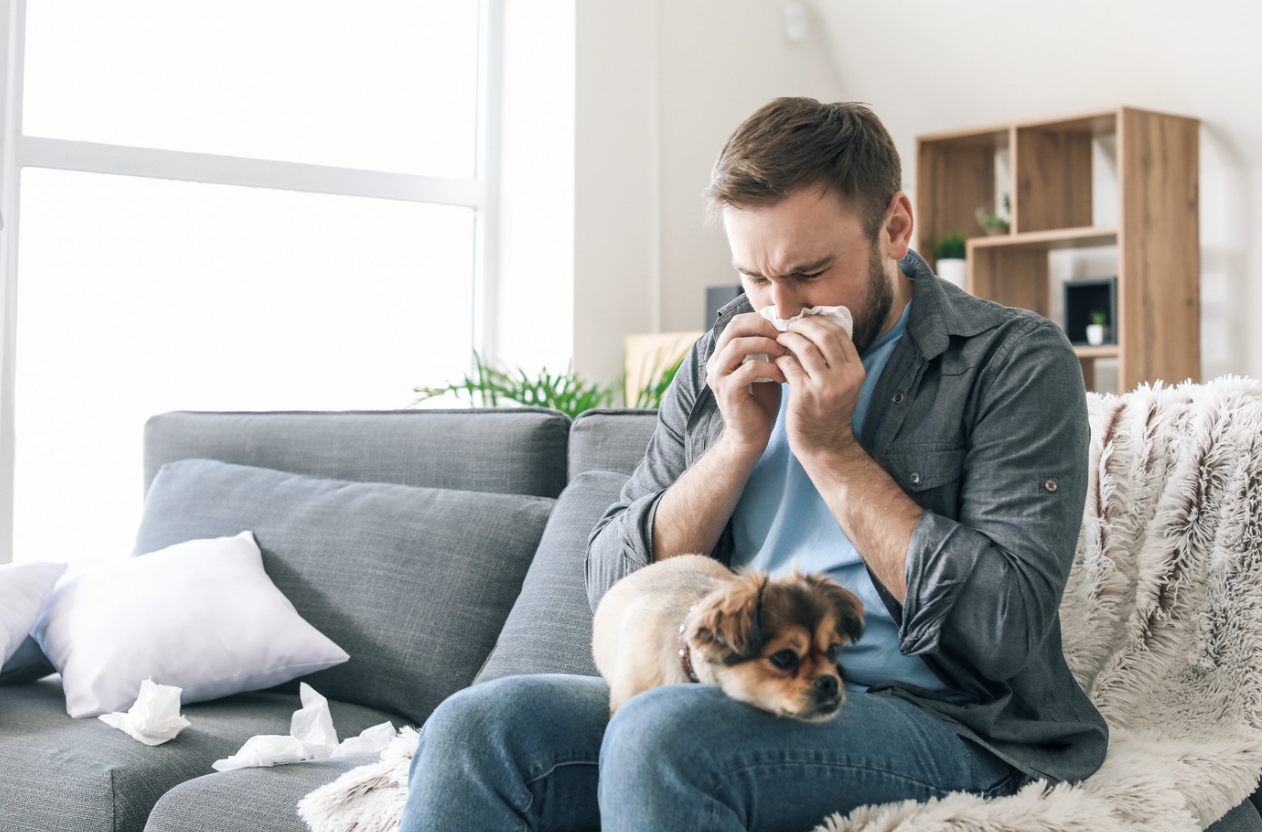 Are Goldendoodles Hypoallergenic?