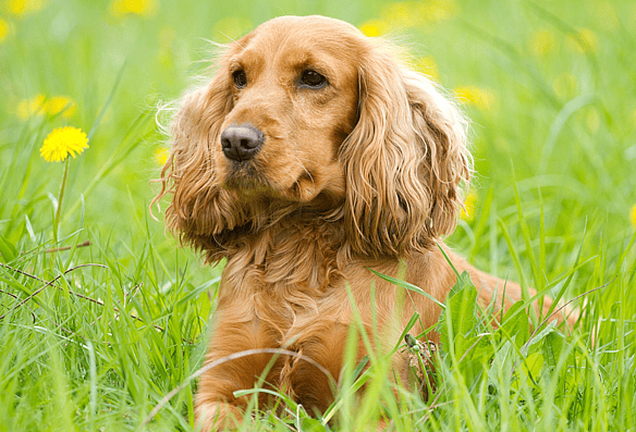 a cocker spaniel