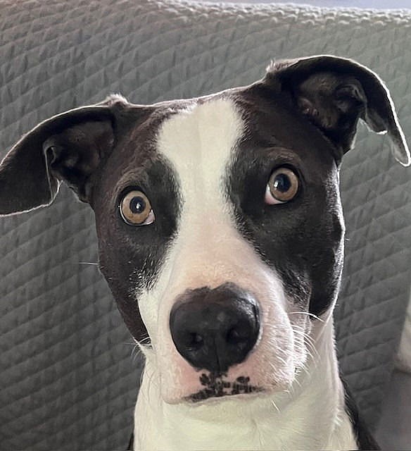 Blue - (Courtesy Post) Foster or Adopt Me! - American Staffordshire Terrier