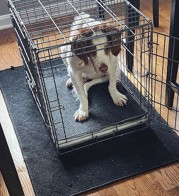 KY/Chance - Brittany