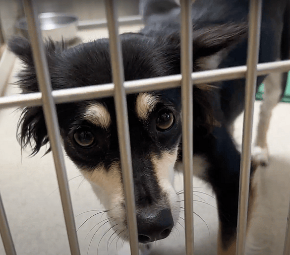 Sitting With Dogs- tails