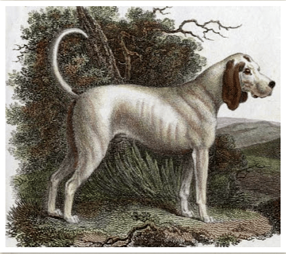 Extinct Dog Breeds - Talbot