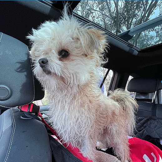 Indiana Jones the Malchi