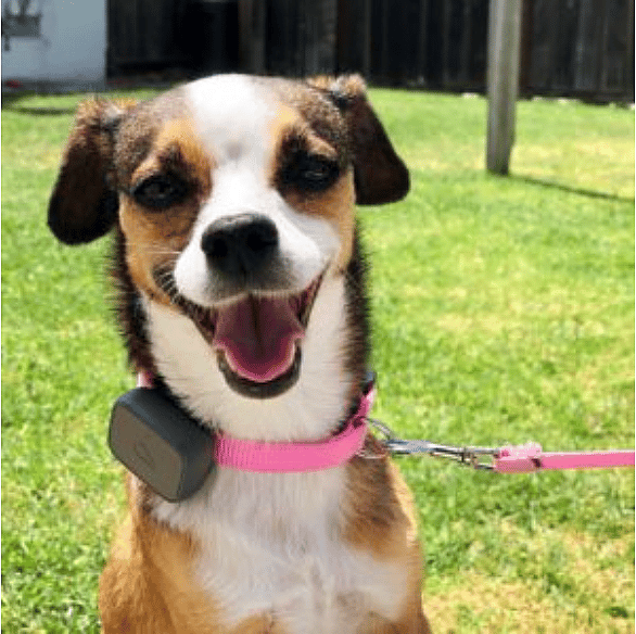 dog rescued from a house with 160 other dogs