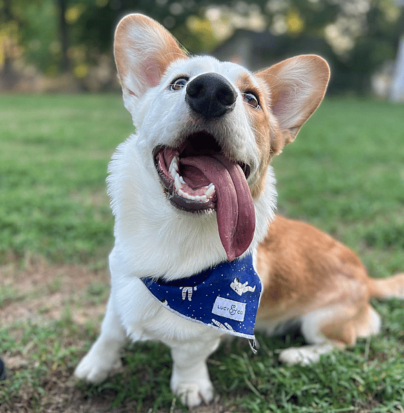 Cardigan Welsh Corgi