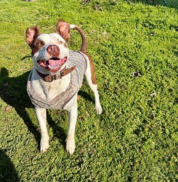 Gumbo - American Bulldog