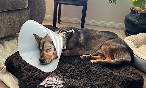 Winky, The One Eyed Dog, Gets Adopted!