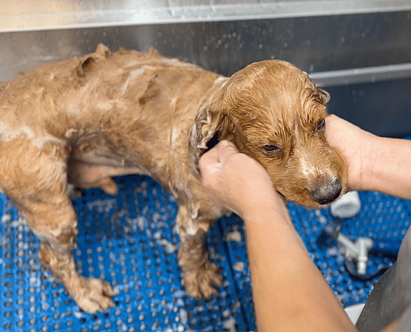 How To Shave A matted Dog