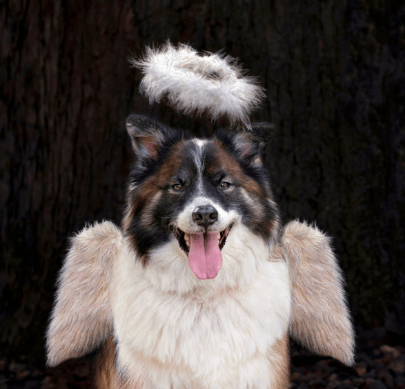 Spiritual Dog Names - Spiritual Dog Names