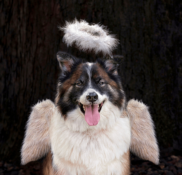 Spiritual Dog Names - Spiritual Dog Names