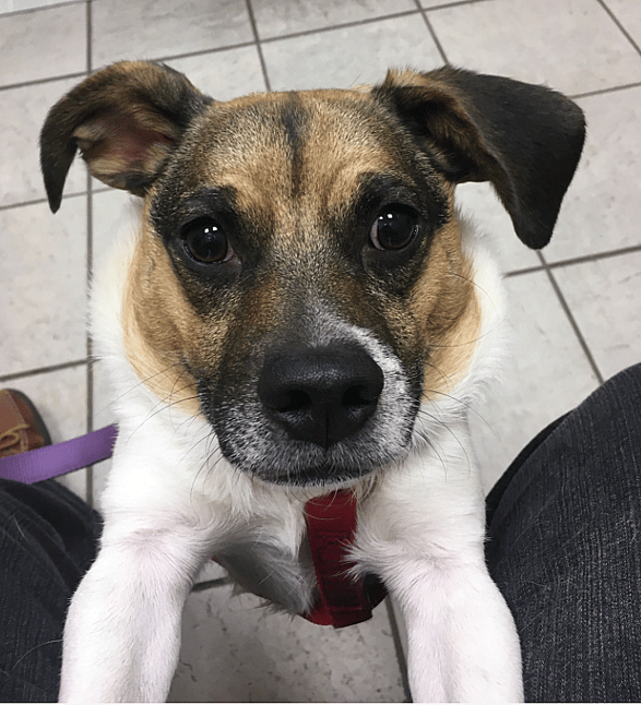 Dog with Rare Short Spine Syndrome - Breve