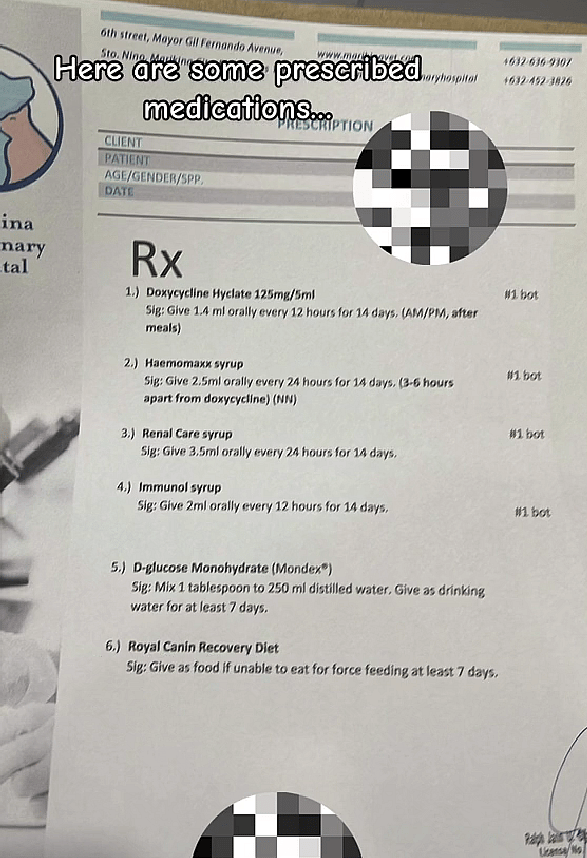 What One Vet Missed Nearly Ended This Shih Tzu's Life — Until Her Mom’s Instinct Saved the Day!