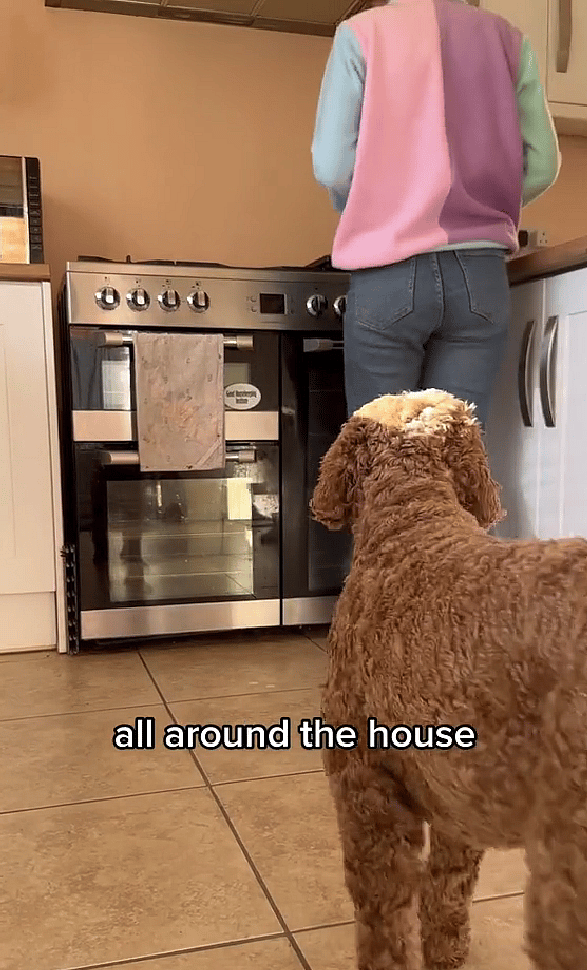 Clingy Puppy Takes Stalking to a Whole New Level: The Viral Video That's Breaking the Internet