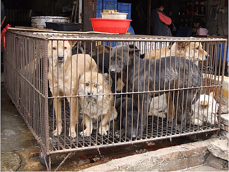 Dogs in cages for Yulin Dog Meat Festival in China