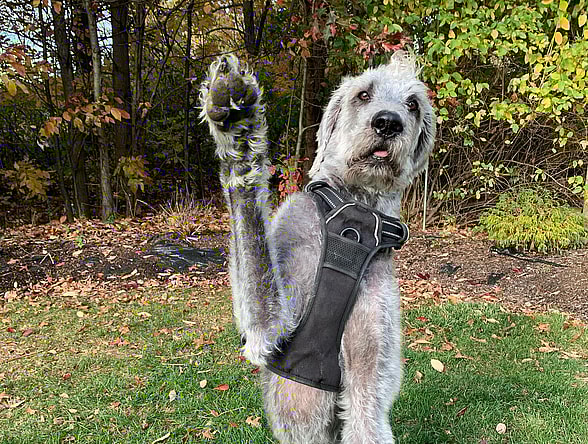 a Great Danoodle Dog