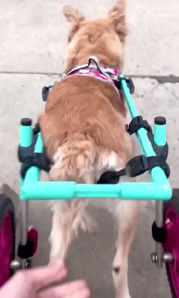 Dog on wheelchair