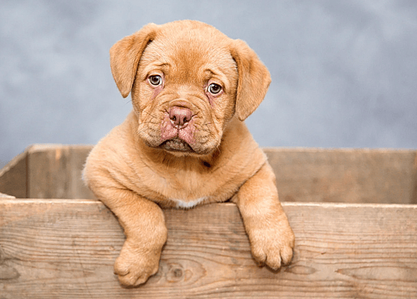 cute pitbull puppy Exotic Dog Names That Start With F