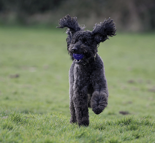 A black golendoodle