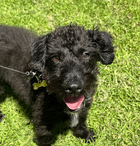 Boris the Westiepoo