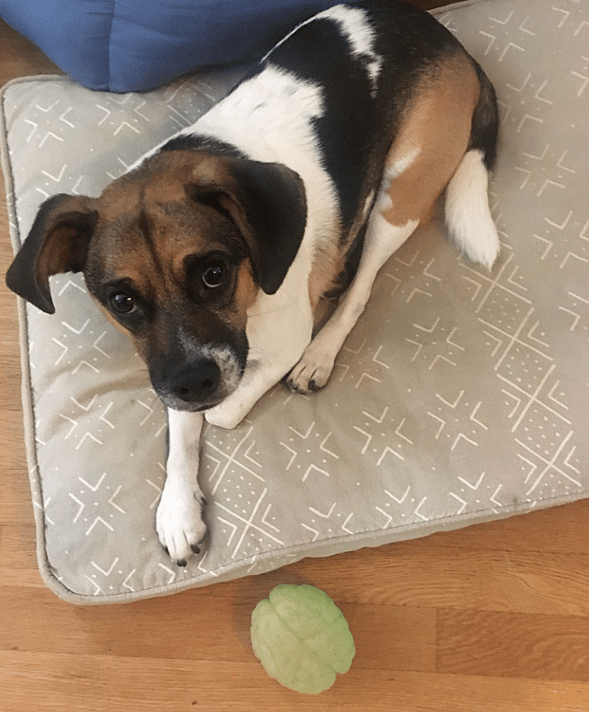 Dog with Rare Short Spine Syndrome - Breve